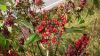 image of Sambucus racemosa
