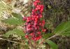 image of Sambucus racemosa
