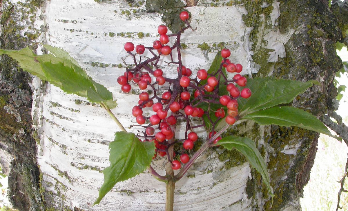 Adoxaceae Sambucus racemosa