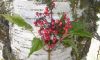 image of Sambucus racemosa
