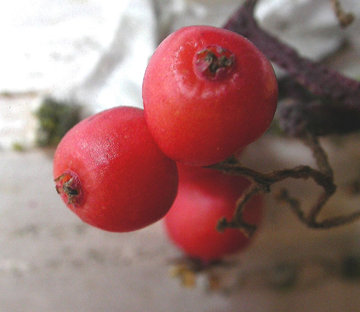 Adoxaceae Sambucus racemosa