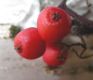 image of Sambucus racemosa