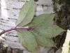 image of Sambucus racemosa