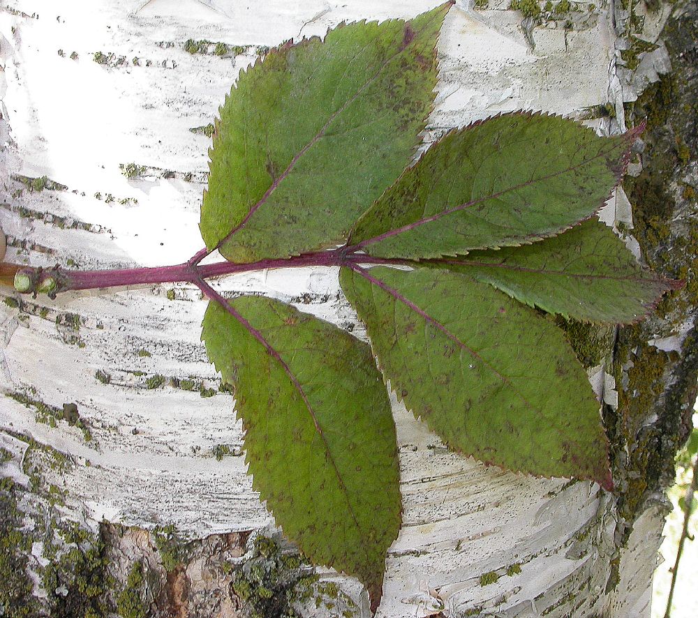 Adoxaceae Sambucus racemosa