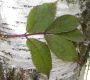 image of Sambucus racemosa