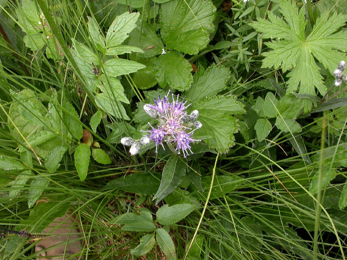 Asteraceae Saussurea alpina