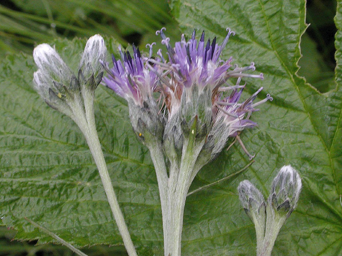 Asteraceae Saussurea alpina