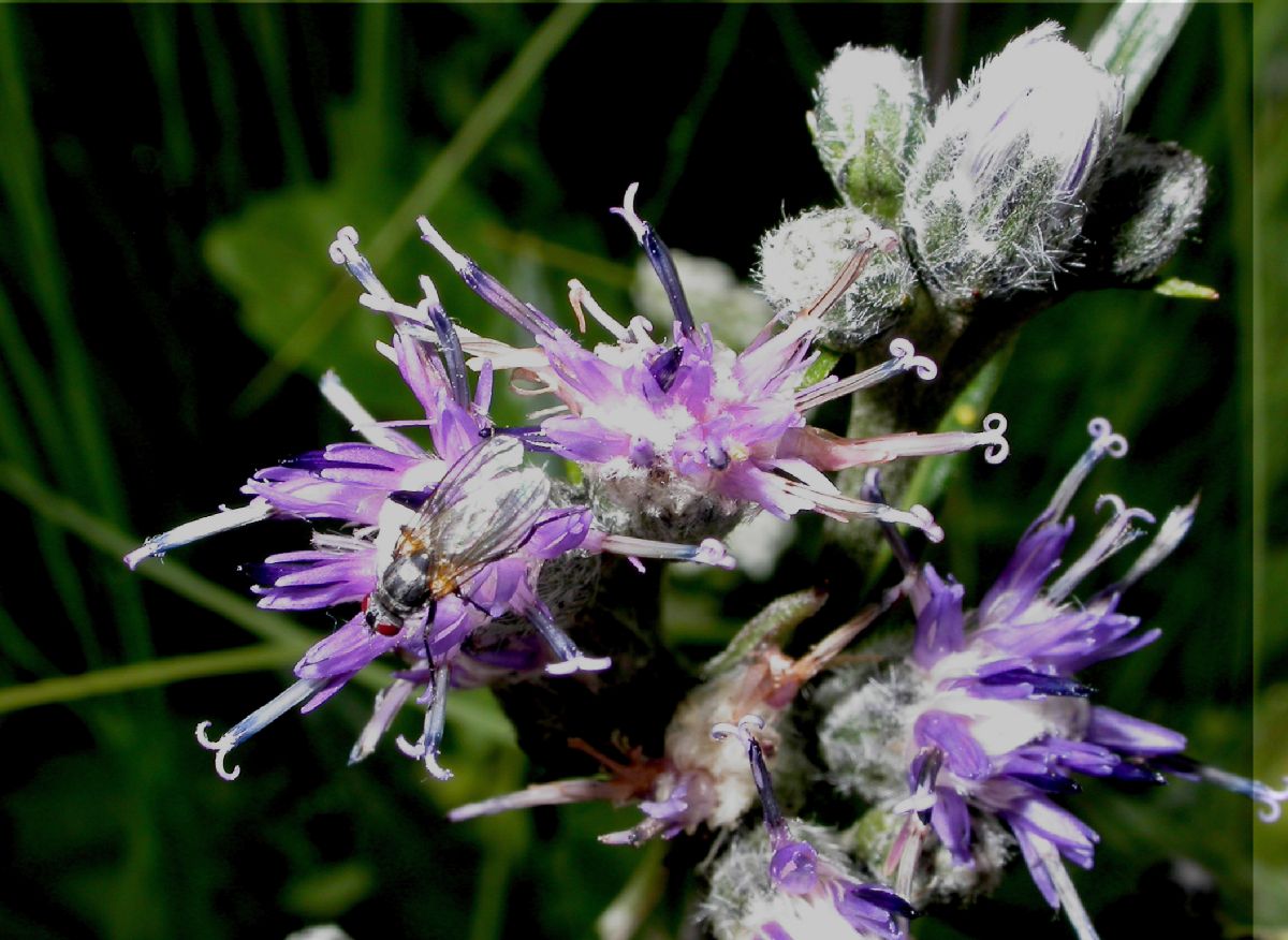Asteraceae Saussurea alpina