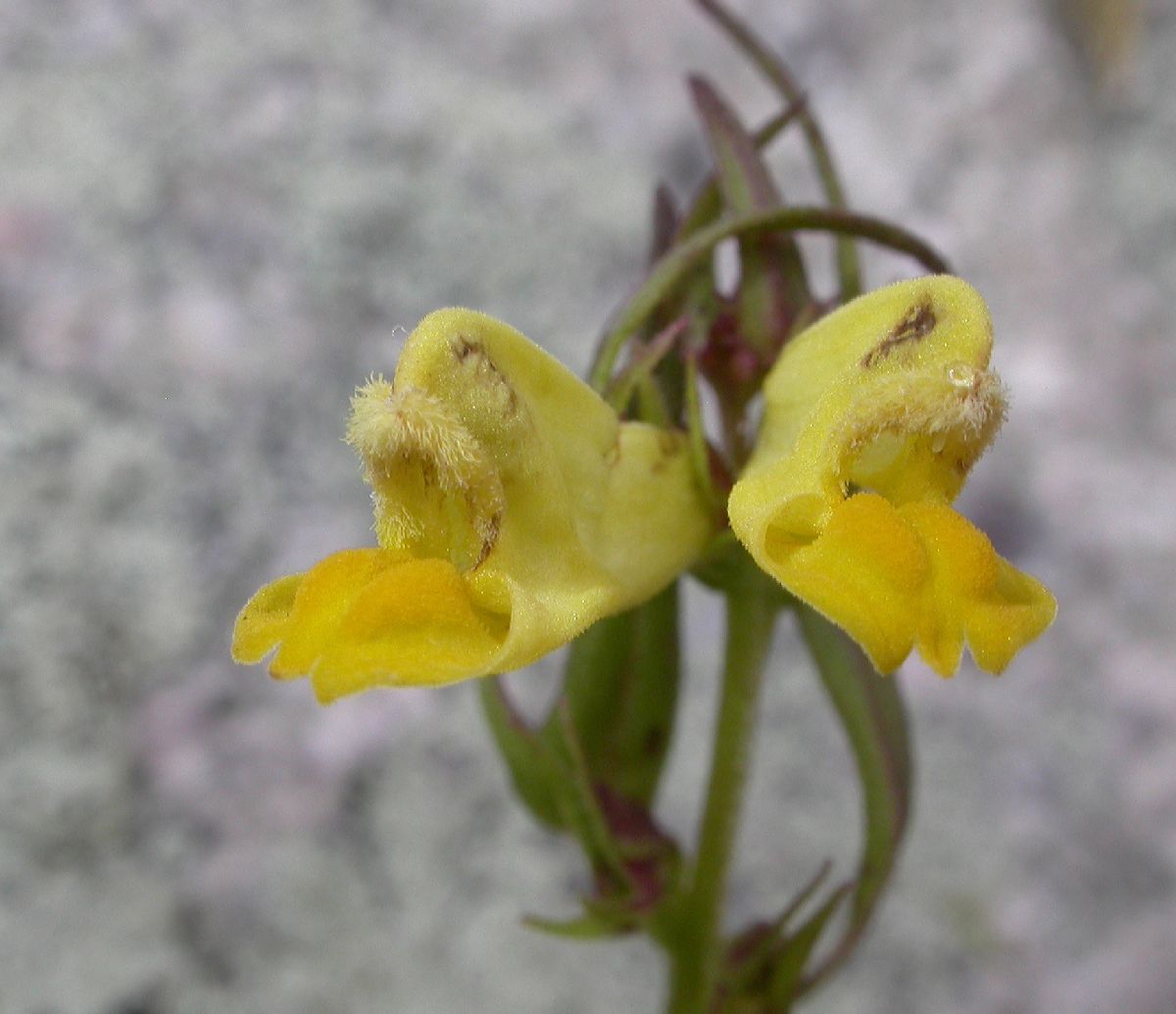 Orobanchaceae Melampyrum nemorosum