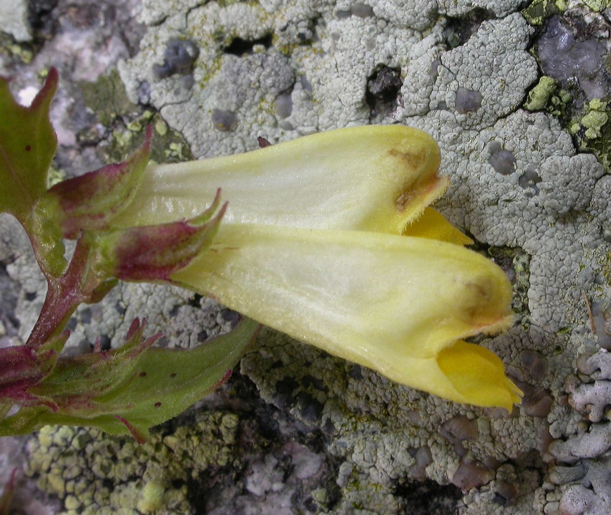 Orobanchaceae Melampyrum nemorosum
