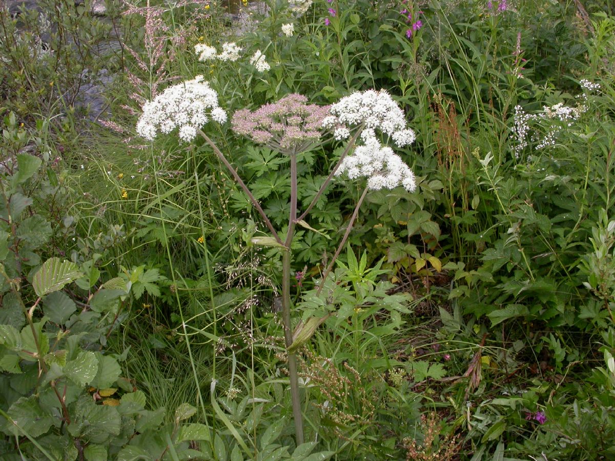 Apiaceae Conioselinum tataricum