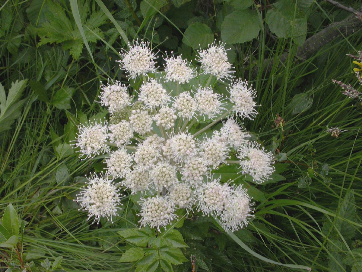Apiaceae Conioselinum tataricum