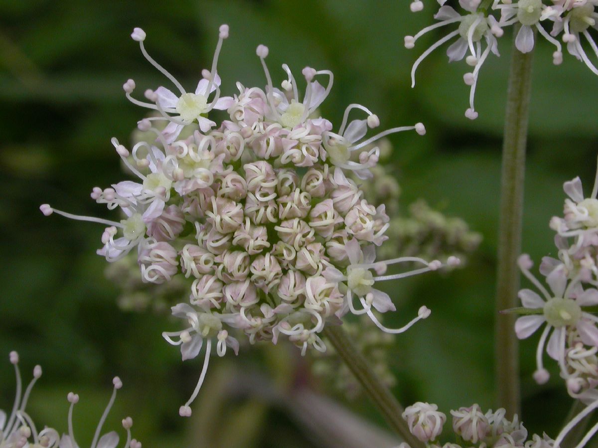 Apiaceae Conioselinum tataricum