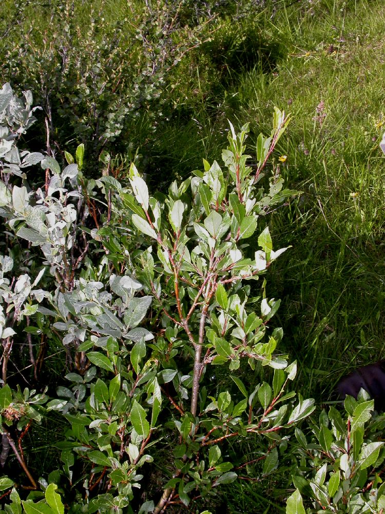 Salicaceae Salix phylicifolia