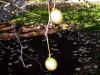 image of Davidia involucrata