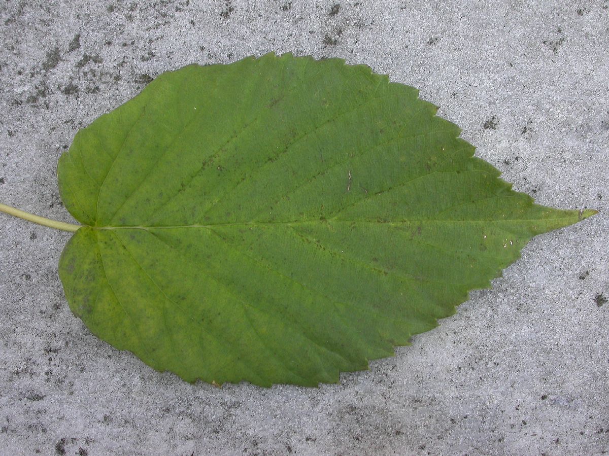 Cornaceae Davidia involucrata