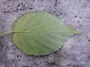 image of Davidia involucrata