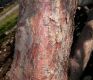 image of Davidia involucrata