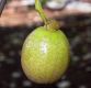 image of Davidia involucrata