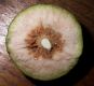 image of Davidia involucrata