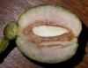 image of Davidia involucrata