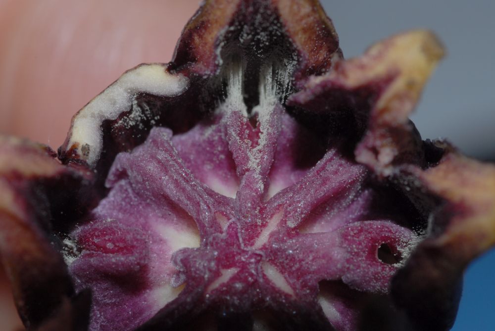 Asparagaceae Aspidistra 
