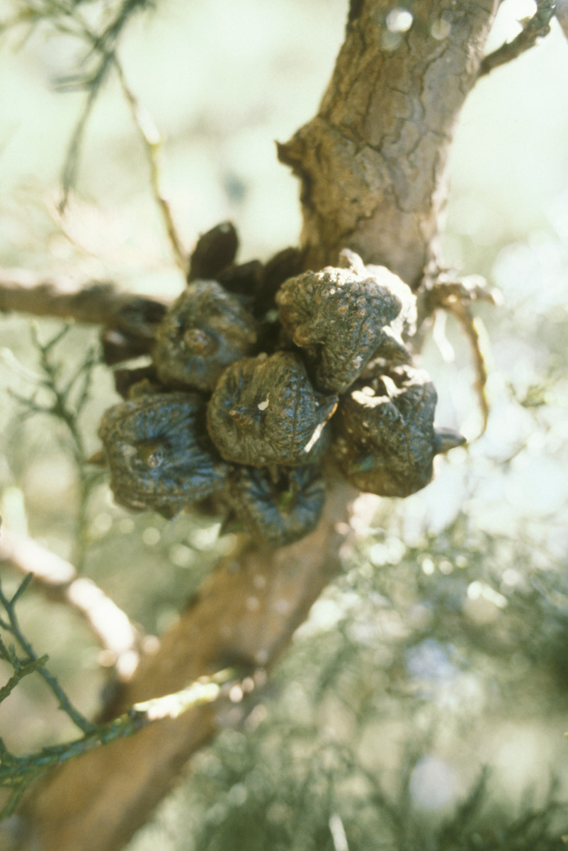 Cupressaceae Widdringtonia 