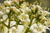 image of Viburnum plicatum