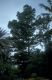 image of Agathis australis