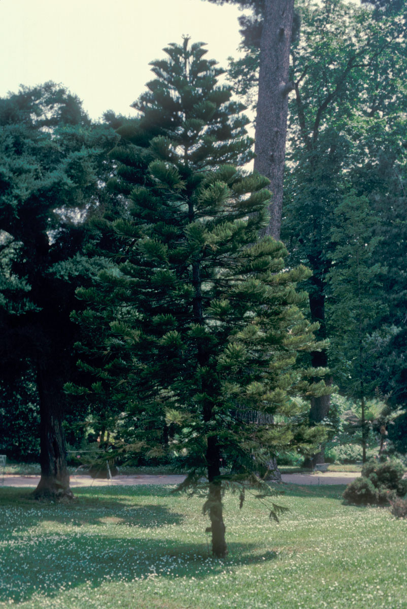Araucariaceae Araucaria 