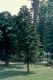 image of Araucaria 
