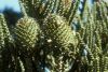 image of Araucaria 