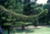 image of Araucaria araucana
