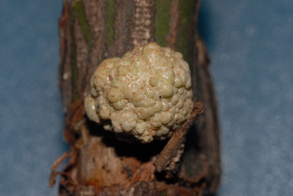 Celastraceae Euonymus alatus