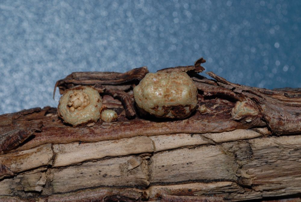 Celastraceae Euonymus alatus