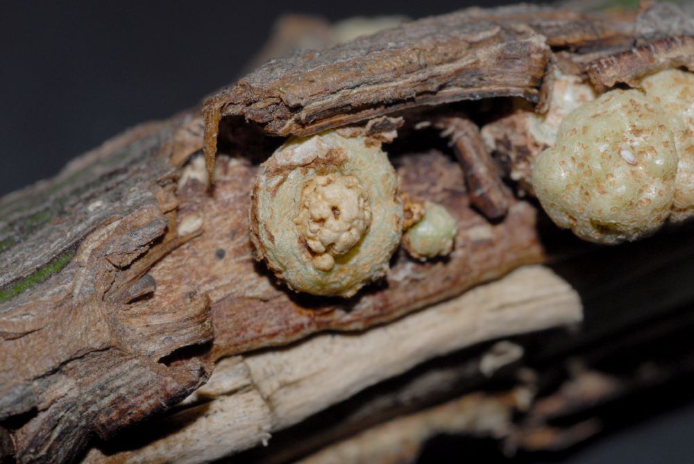 Celastraceae Euonymus alatus