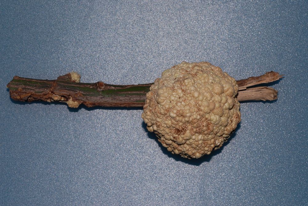 Celastraceae Euonymus alatus