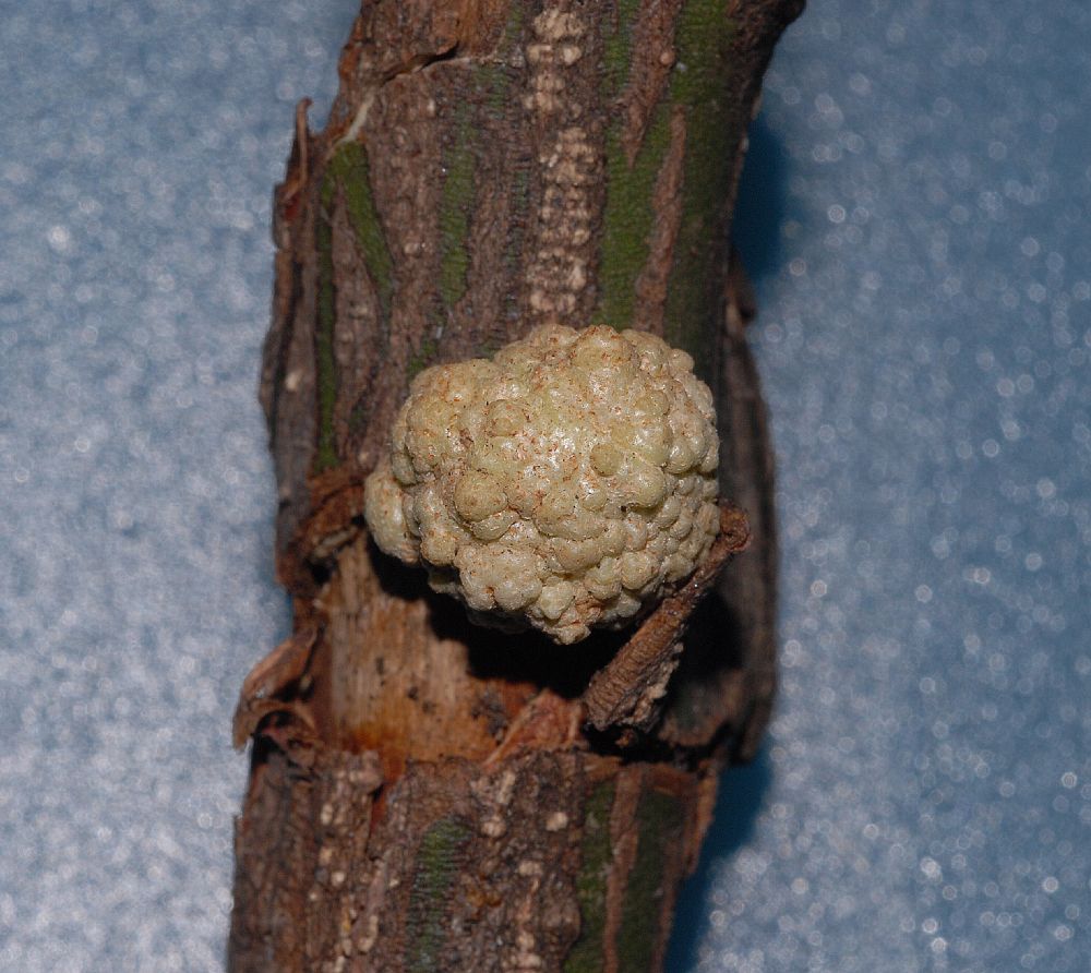 Celastraceae Euonymus alatus