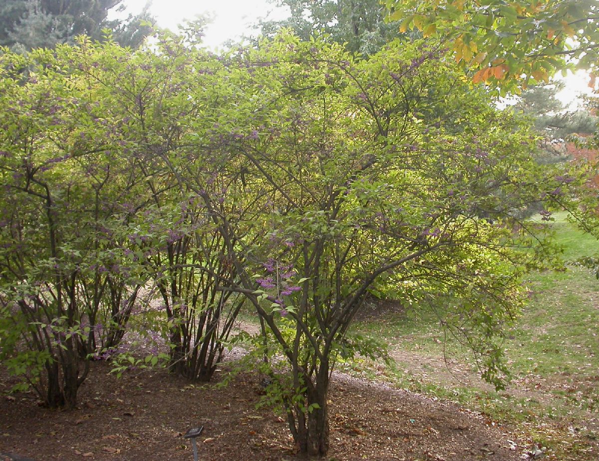 Lamiaceae Callicarpa dichotoma
