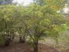 image of Callicarpa dichotoma
