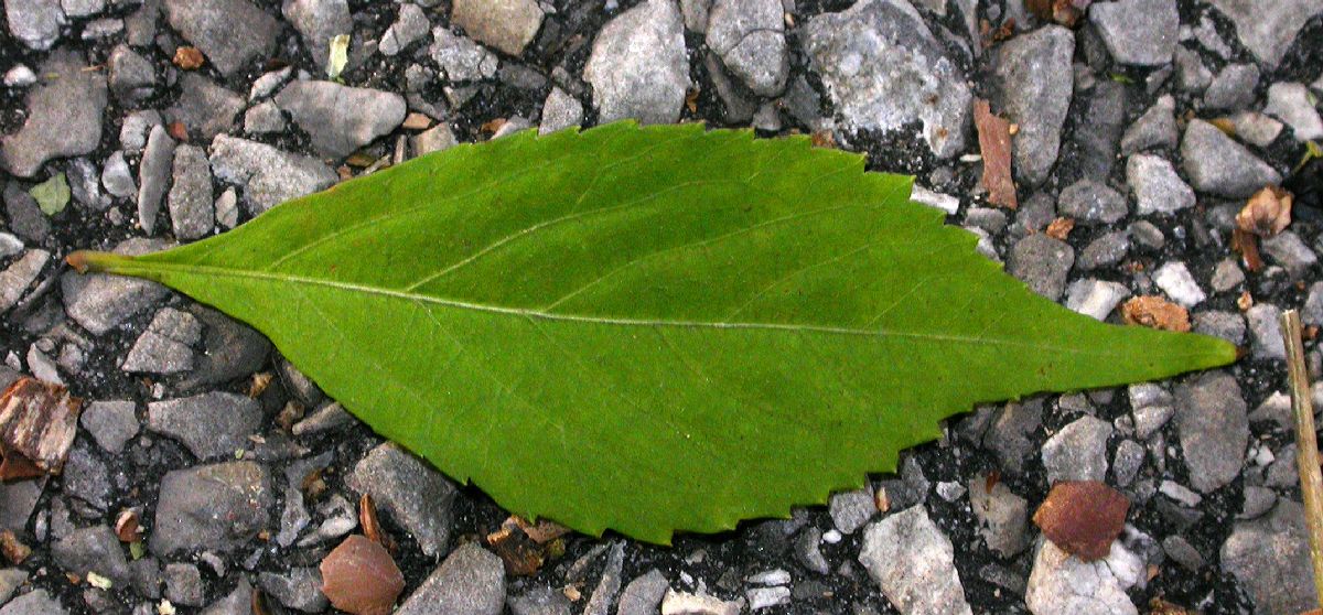 Lamiaceae Callicarpa dichotoma