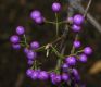image of Callicarpa dichotoma