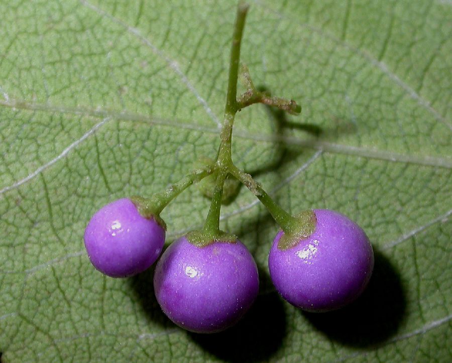 Lamiaceae Callicarpa dichotoma