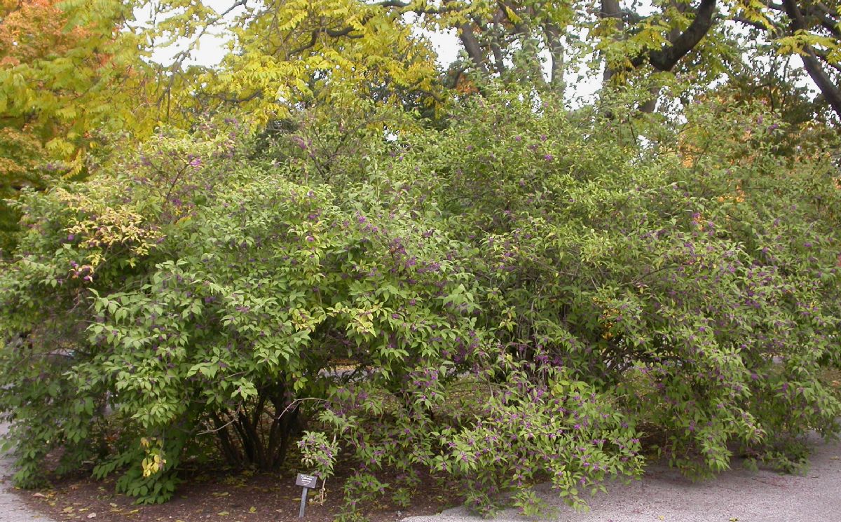 Lamiaceae Callicarpa japonica