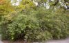 image of Callicarpa japonica