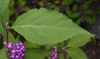 image of Callicarpa japonica