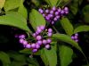 image of Callicarpa japonica