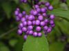 image of Callicarpa japonica
