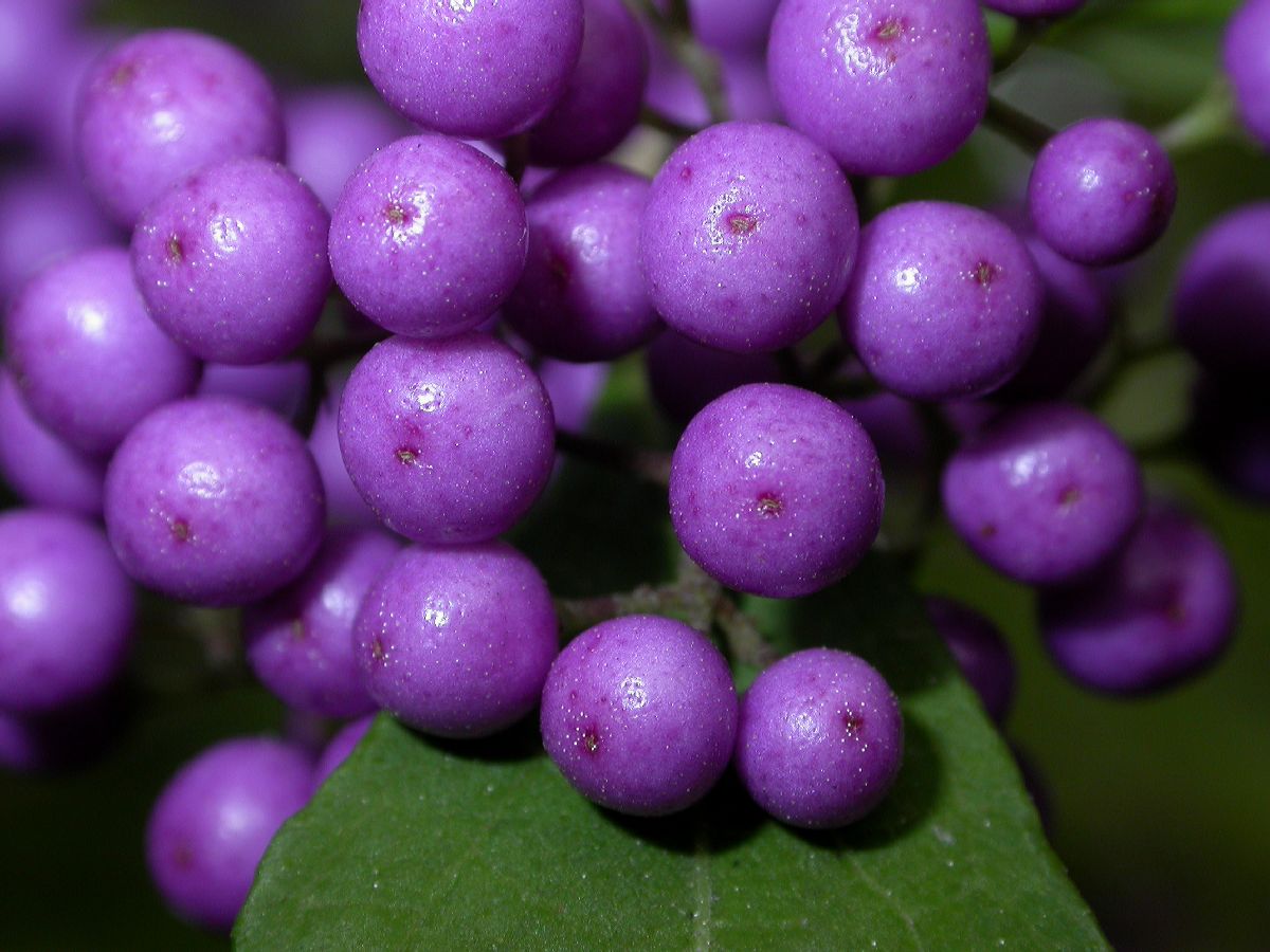 Lamiaceae Callicarpa japonica