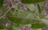 image of Chionanthus retusus